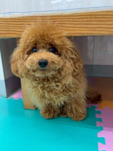 ププちゃん🐶
本日は大好きなマロンちゃんやモカちゃん達とワンプロを仕掛けあったり、走り回ったりして楽しそうに過ごしていました🤭
🐾🐶愛犬のお悩みご相談ください🐶🐾
@kenkohmura_official
↑フォロー待ってます↑
〒955-0091 新潟県三条市上須頃大割428−1
☎︎ 0256-35-2571
✉️ info@kenkohmura.jp
HP: http://kenkohmura.jp
LINE: https://lin.ee/7LIz5sb
#犬幸村#犬の幼稚園 #吠える、噛む #犬のしつけ #トイレ
トイプートイプー可愛いトイプー可愛いすぎるトイプー倶楽部