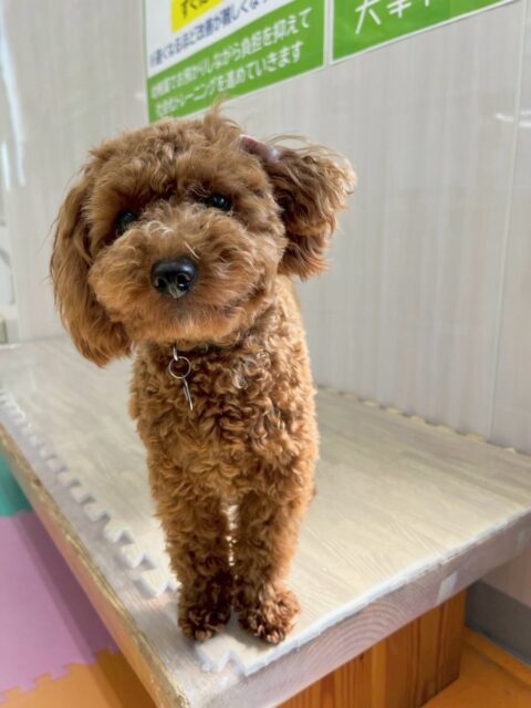 モカちゃん🐶
本日も大好きなププちゃんと走り回ったり、ペリーちゃん達とちょっかいを出し合ったりして楽しんでいました👍
お散歩もだんだん安定感が出て来てたまに引っ張りもありますが頑張って歩いてくれていました👏
🐾🐶愛犬のお悩みご相談ください🐶🐾
@kenkohmura_official
↑フォロー待ってます↑
〒955-0091 新潟県三条市上須頃大割428−1
☎︎ 0256-35-2571
✉️ info@kenkohmura.jp
HP: http://kenkohmura.jp
LINE: https://lin.ee/7LIz5sb
#犬幸村#犬の幼稚園 #吠える、噛む #犬のしつけ #トイレ
トイプートイプー可愛いトイプー可愛いすぎるトイプー倶楽部