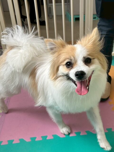 初来園のめんまちゃん🐶
本日はみんなから匂いを嗅がれたりして最初は少し緊張していましたがみんなとだんだん慣れて来たようで挨拶を返したり、匂いを嗅ぎ合ったりしてくれていました👍
🐾🐶愛犬のお悩みご相談ください🐶🐾
@kenkohmura_official
↑フォロー待ってます↑
〒955-0091 新潟県三条市上須頃大割428−1
☎︎ 0256-35-2571
✉️ info@kenkohmura.jp
HP: http://kenkohmura.jp
LINE: https://lin.ee/7LIz5sb
#犬幸村#犬の幼稚園 #吠える、噛む #犬のしつけ #トイレ
ポメラニアンポメラニアン可愛いポメラニアン大好きポメラニアン倶楽部