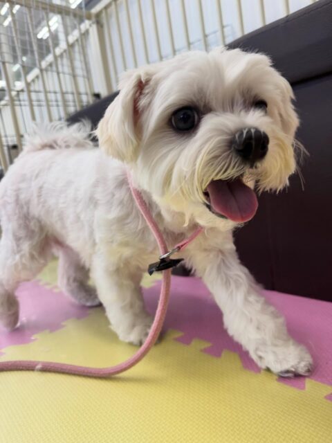 むぎちゃん🐶
本日もスタッフに構って攻撃をたくさんしてくれて可愛いすぎました‼️
他にもいろんな子達から遊ぼうよ〜と誘われたり、匂いを嗅がれたりして本日も大人気でした‼️
🐾🐶愛犬のお悩みご相談ください🐶🐾
@kenkohmura_official
↑フォロー待ってます↑
〒955-0091 新潟県三条市上須頃大割428−1
☎︎ 0256-35-2571
✉️ info@kenkohmura.jp
HP: http://kenkohmura.jp
LINE: https://lin.ee/7LIz5sb
#犬幸村#犬の幼稚園 #吠える、噛む #犬のしつけ #トイレ
マルチーズマルチーズ倶楽部マルチーズ可愛いマルチーズ大好き