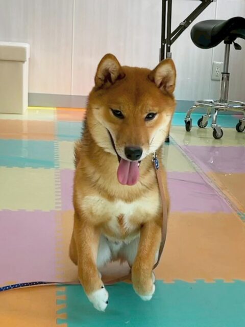 ケン太ちゃん🐶
歯磨きトレーニング開始から5ヶ月経過しました🪥
綺麗で健康な歯を保てているのでこの調子で続けていきましょう🦷✨
園内では寅丸ちゃんや小珀ちゃんとプロレスごっこをしたり、激しくおしゃべりしたりしていました😊

🐾🐶愛犬のお悩みご相談ください🐶🐾
@kenkohmura_official
 ↑フォロー待ってます↑

〒955-0091 新潟県三条市上須頃大割４２８−１
☎︎ 0256-35-2571
✉️ info@kenkohmura.jp
HP: http://kenkohmura.jp
LINE: https://lin.ee/7LIz5sb

#犬幸村#犬の幼稚園 #吠える、噛む #犬のしつけ #トイレ
柴犬　柴　しば