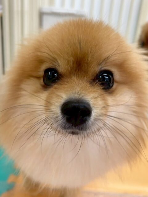 ぽんずちゃん🐶
今日は色んな子に匂いを嗅がれたり、ププちゃんに遊びに誘われたりしていました😊
自分より大きなポメちゃんが沢山いて、少し緊張しつつも匂いを嗅いだりして園内を探検していました👏

🐾🐶愛犬のお悩みご相談ください🐶🐾
@kenkohmura_official
 ↑フォロー待ってます↑

〒955-0091 新潟県三条市上須頃大割４２８−１
☎︎ 0256-35-2571
✉️ info@kenkohmura.jp
HP: http://kenkohmura.jp
LINE: https://lin.ee/7LIz5sb

#犬幸村#犬の幼稚園 #吠える、噛む #犬のしつけ #トイレ
ポメラニアン　ポメ　ぽめ