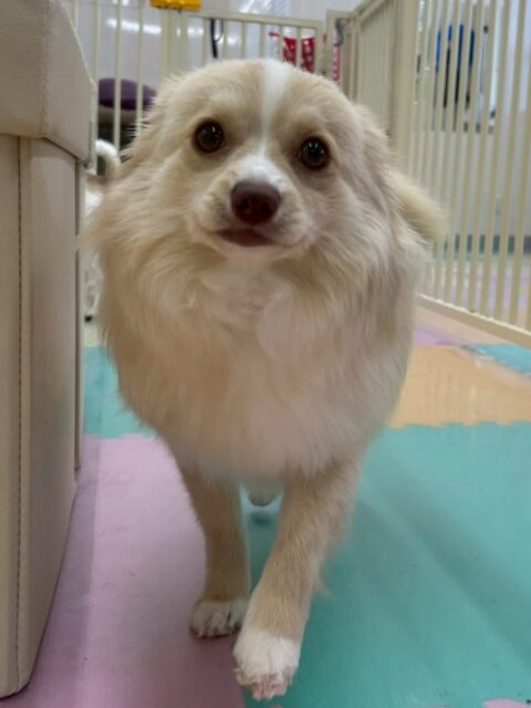 コロンちゃん🐶
本日はププちゃんやモカちゃん、ニコペットのちびっ子達と走り回ったり、匂いを嗅ぎ合ったり、挨拶をしあったりしてコミュニケーションをとっていました👍

🐾🐶愛犬のお悩みご相談ください🐶🐾
@kenkohmura_official
 ↑フォロー待ってます↑

〒955-0091 新潟県三条市上須頃大割４２８−１
☎︎ 0256-35-2571
✉️ info@kenkohmura.jp
HP: http://kenkohmura.jp
LINE: https://lin.ee/7LIz5sb

#犬幸村#犬の幼稚園 #吠える、噛む #犬のしつけ #トイレ
ミックスミックス犬ミックス犬可愛いミックス犬大好きミックス犬倶楽部