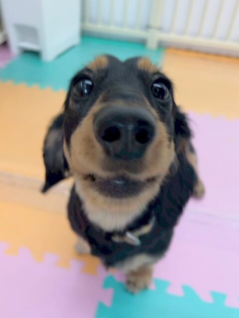 コニーちゃん🐶
久しぶりの来園でかなりハイテンション‼️みんなとたくさんおしゃべりをしたり、走り回ったりしてたくさん発散していました🤭

たまに怒られたりもしましたがかなり楽しそうに過ごせていてよかったです👏

🐾🐶愛犬のお悩みご相談ください🐶🐾
@kenkohmura_official
 ↑フォロー待ってます↑

〒955-0091 新潟県三条市上須頃大割４２８−１
☎︎ 0256-35-2571
✉️ info@kenkohmura.jp
HP: http://kenkohmura.jp
LINE: https://lin.ee/7LIz5sb

#犬幸村#犬の幼稚園 #吠える、噛む #犬のしつけ #トイレ
ダックスダックス可愛いダックス倶楽部ダックス大好き