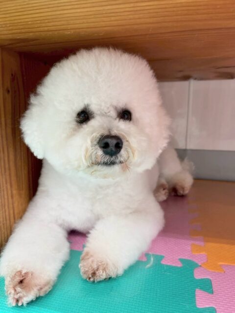 よもぎちゃん🐶
本日は珍しくルナちゃんやもこちゃん、モカちゃん達の匂いを嗅いだり、挨拶をしたりしていました👍
午後からは大好きな椅子の中‼️皆んなが遊んでるのを優しく見守っていました🤭

🐾🐶愛犬のお悩みご相談ください🐶🐾
@kenkohmura_official
 ↑フォロー待ってます↑

〒955-0091 新潟県三条市上須頃大割４２８−１
☎︎ 0256-35-2571
✉️ info@kenkohmura.jp
HP: http://kenkohmura.jp
LINE: https://lin.ee/7LIz5sb

#犬幸村#犬の幼稚園 #吠える、噛む #犬のしつけ #トイレ
ミックスミックス犬ミックス犬可愛いミックス犬大好き