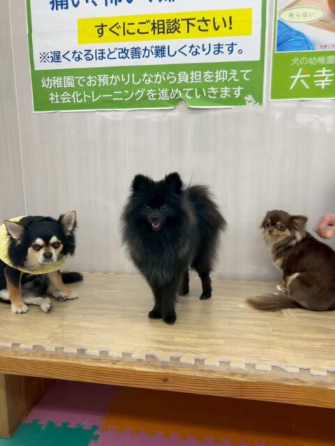 うにちゃん🐶
カッコ良い写真が撮れました‼️みんなに匂いを嗅がれたり、かまって攻撃をされたりしていましたがかなり慣れて来たのか動じない場面もありました👍

🐾🐶愛犬のお悩みご相談ください🐶🐾
@kenkohmura_official
 ↑フォロー待ってます↑

〒955-0091 新潟県三条市上須頃大割４２８−１
☎︎ 0256-35-2571
✉️ info@kenkohmura.jp
HP: http://kenkohmura.jp
LINE: https://lin.ee/7LIz5sb

#犬幸村#犬の幼稚園 #吠える、噛む #犬のしつけ #トイレ
ポメラニアンポメラニアン可愛いポメラニアン大好きポメラニアン倶楽部