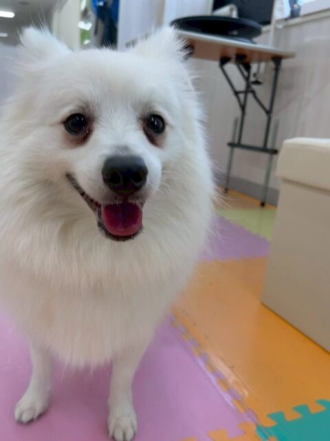 幸ちゃん🐶
本日は仲良しのぽん太やむぎちゃん達と遊び回ったりして非常に楽しそうに過ごしていました🤭
午前中遊びすぎて午後からは少し疲れたのかまったり過ごしていました🤣

お散歩トレーニングはイヤイヤが本日は久しぶりにありました‼️ですが最後まで頑張って歩けていました👍

🐾🐶愛犬のお悩みご相談ください🐶🐾
@kenkohmura_official
 ↑フォロー待ってます↑

〒955-0091 新潟県三条市上須頃大割４２８−１
☎︎ 0256-35-2571
✉️ info@kenkohmura.jp
HP: http://kenkohmura.jp
LINE: https://lin.ee/7LIz5sb

#犬幸村#犬の幼稚園 #吠える、噛む #犬のしつけ #トイレ
スピッツスピッツ可愛いスピッツ大好きスピッツ倶楽部