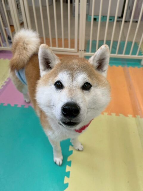 まめちゃん🐶
本日は、マロンちゃんやオレオちゃん、ヤン丸やベン達と匂いを嗅ぎ合ったり、挨拶をしあったりしていつもの激しさがなく、本日はまったりDAYでした🤭

🐾🐶愛犬のお悩みご相談ください🐶🐾
@kenkohmura_official
 ↑フォロー待ってます↑

〒955-0091 新潟県三条市上須頃大割４２８−１
☎︎ 0256-35-2571
✉️ info@kenkohmura.jp
HP: http://kenkohmura.jp
LINE: https://lin.ee/7LIz5sb

#犬幸村#犬の幼稚園 #吠える、噛む #犬のしつけ #トイレ
柴犬柴犬可愛い柴犬大好き柴犬倶楽部