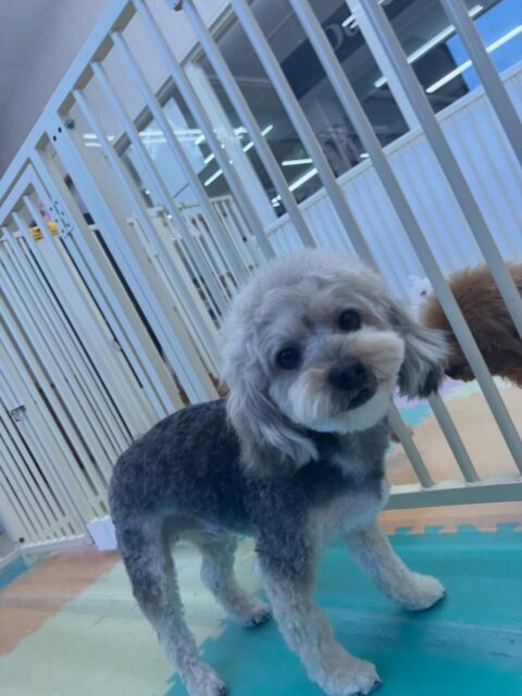 オレオちゃん🐶
本日歯磨きトレーニングを開始して1年8ヶ月が経ちました
歯の状態はキープできているのでよかったです👍このまま継続を意識していきましょう✊

園内ではマロンちゃんやリラちゃん、ベン達とワンプロをしたり、匂いを嗅ぎ合ったりして挨拶を上手にしたりしていました🤭

🐾🐶愛犬のお悩みご相談ください🐶🐾
@kenkohmura_official
 ↑フォロー待ってます↑

〒955-0091 新潟県三条市上須頃大割４２８−１
☎︎ 0256-35-2571
✉️ info@kenkohmura.jp
HP: http://kenkohmura.jp
LINE: https://lin.ee/7LIz5sb

#犬幸村#犬の幼稚園 #吠える、噛む #犬のしつけ #トイレ
ミックスミックス犬ミックス犬可愛いミックス犬倶楽部