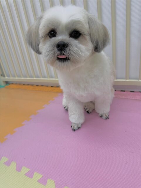 ゆずちゃん🐶
本日はボランティアの方にたくさん甘えたり、ふうちゃんやぽん太達とたくさんワンプロをしたり、みんなで走り回ったり、駆け引きをしたりして楽しんでいました🤣

🐾🐶愛犬のお悩みご相談ください🐶🐾
@kenkohmura_official
 ↑フォロー待ってます↑

〒955-0091 新潟県三条市上須頃大割４２８−１
☎︎ 0256-35-2571
✉️ info@kenkohmura.jp
HP: http://kenkohmura.jp
LINE: https://lin.ee/7LIz5sb

#犬幸村#犬の幼稚園 #吠える、噛む #犬のしつけ #トイレ
ミックスミックス犬ミックス犬倶楽部ミックス犬大好きミックス犬可愛い