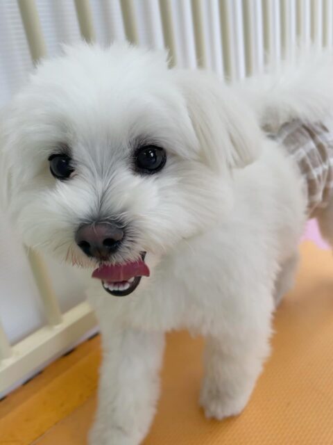 ポコちゃん🐶
ニコペットにいるチワワちゃんや仲良しのププちゃんと楽しそうに遊んだり、スタンダードプードルちゃんと柵越しで遊びに誘っていました😆
⁡
歯磨きトレーニング開始して1年9ヶ月経過しました🦷🪥✨
歯の白さキープできてるのでこれからも頑張りましょう！！
🐾🐶愛犬のお悩みご相談ください🐶🐾
@kenkohmura_official
 ↑フォロー待ってます↑

〒955-0091 新潟県三条市上須頃大割４２８−１
☎︎ 0256-35-2571
✉️ info@kenkohmura.jp
HP: http://kenkohmura.jp
LINE: https://lin.ee/7LIz5sb

#犬幸村#犬の幼稚園 #吠える噛む #犬のしつけ #トイレ
 ミックス犬 ミックス犬大好き ミックス犬可愛い