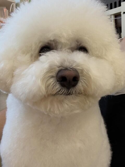 ピピちゃん🐶
本日は午前中いろんな子達に遊びに誘われたり、匂いを嗅がれたりして疲れたのか、午後のカット終わりにはスタッフの膝の上でまったり休憩をしながらお休みしていました🤭
🐾🐶愛犬のお悩みご相談ください🐶🐾
@kenkohmura_official
↑フォロー待ってます↑
〒955-0091 新潟県三条市上須頃大割428−1
☎︎ 0256-35-2571
✉️ info@kenkohmura.jp
HP: http://kenkohmura.jp
LINE: https://lin.ee/7LIz5sb
#犬幸村#犬の幼稚園 #吠える、噛む #犬のしつけ #トイレ
ビションビション可愛いビション大好きビション倶楽部