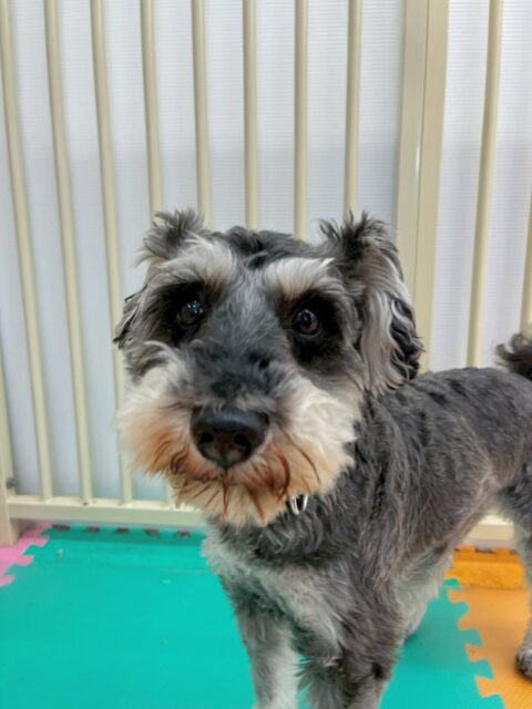 リュウちゃん🐶
今日はクッキーちゃんやマロンちゃんに匂いを嗅がれていました😊
緊張した様子でしたが頑張って挨拶していました👏
お散歩では意識をこちらに向けるように名前を呼ぶと上手に歩けていました☺️

🐾🐶愛犬のお悩みご相談ください🐶🐾
@kenkohmura_official
 ↑フォロー待ってます↑

〒955-0091 新潟県三条市上須頃大割４２８−１
☎︎ 0256-35-2571
✉️ info@kenkohmura.jp
HP: http://kenkohmura.jp
LINE: https://lin.ee/7LIz5sb

#犬幸村#犬の幼稚園 #吠える、噛む #犬のしつけ #トイレ
ミニチュアシュナウザー　シュナウザー　シュナ