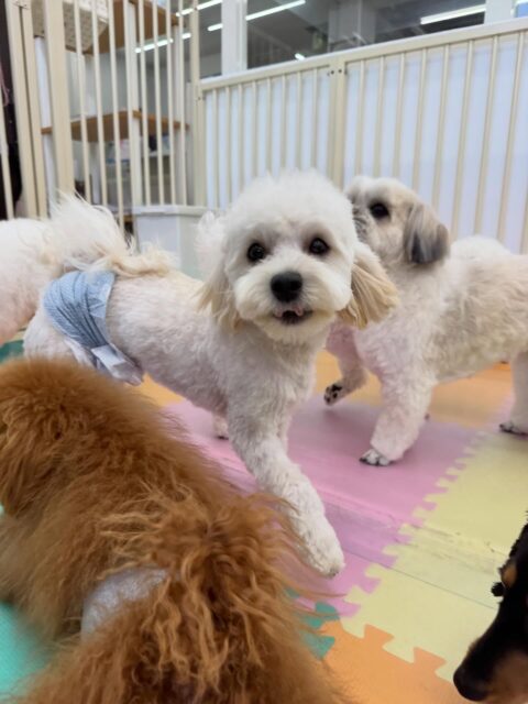 ふうちゃん🐶
本日は朝からププちゃん、ゆずちゃん、ぽん太達と1日中遊び回って楽しんでいました🤭
午後からも疲れ知らずでみんなのことを遊びに誘ったり、みんなでワンプロを楽しんだりしていました🤣

🐾🐶愛犬のお悩みご相談ください🐶🐾
@kenkohmura_official
 ↑フォロー待ってます↑

〒955-0091 新潟県三条市上須頃大割４２８−１
☎︎ 0256-35-2571
✉️ info@kenkohmura.jp
HP: http://kenkohmura.jp
LINE: https://lin.ee/7LIz5sb

#犬幸村#犬の幼稚園 #吠える、噛む #犬のしつけ #トイレ
ミックスミックス犬ミックス犬可愛いミックス犬倶楽部