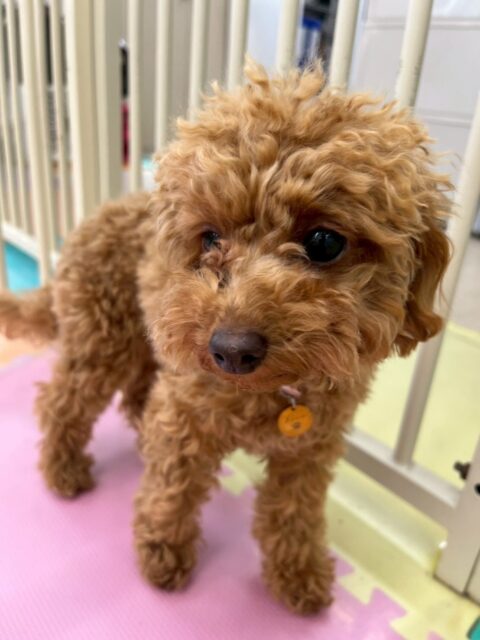 ルナちゃん🐶
本日はいろんな子達に挨拶をされたり、匂いを嗅がれたりしていましたがあまりビクビクせずにできました‼️自分から匂いを嗅いだりもあり非常によかったです👏

🐾🐶愛犬のお悩みご相談ください🐶🐾
@kenkohmura_official
 ↑フォロー待ってます↑

〒955-0091 新潟県三条市上須頃大割４２８−１
☎︎ 0256-35-2571
✉️ info@kenkohmura.jp
HP: http://kenkohmura.jp
LINE: https://lin.ee/7LIz5sb

#犬幸村#犬の幼稚園 #吠える、噛む #犬のしつけ #トイレ
トイプートイプー可愛いトイプー大好きトイプー倶楽部