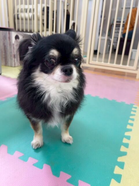 こまめちゃん＆カプチーノちゃん🐶

本日はニコペットのちびっ子達から2頭とも匂いを嗅がれたり、遊びに誘われたりして人気者でした🤭

他にもスタッフに構ってアピールをたくさんしてくれたり、撫でて〜と自分からスタッフに寄って来てくれたりしていました😍

🐾🐶愛犬のお悩みご相談ください🐶🐾
@kenkohmura_official
 ↑フォロー待ってます↑

〒955-0091 新潟県三条市上須頃大割４２８−１
☎︎ 0256-35-2571
✉️ info@kenkohmura.jp
HP: http://kenkohmura.jp
LINE: https://lin.ee/7LIz5sb

#犬幸村#犬の幼稚園 #吠える、噛む #犬のしつけ #トイレ
チワワチワワ可愛いチワワ大好きチワワ倶楽部