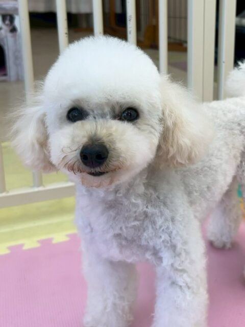 こむぎちゃん🐶
スタッフに撫でて〜とあまえたり、コロンちゃんに臭い嗅がれたいたりしていました😄
🐾🐶愛犬のお悩みご相談ください🐶🐾
@kenkohmura_official
 ↑フォロー待ってます↑

〒955-0091 新潟県三条市上須頃大割４２８−１
☎︎ 0256-35-2571
✉️ info@kenkohmura.jp
HP: http://kenkohmura.jp
LINE: https://lin.ee/7LIz5sb

#犬幸村#犬の幼稚園 #吠える噛む #犬のしつけ #トイレ
 トイプードル トイプードル大好き トイプードル可愛い