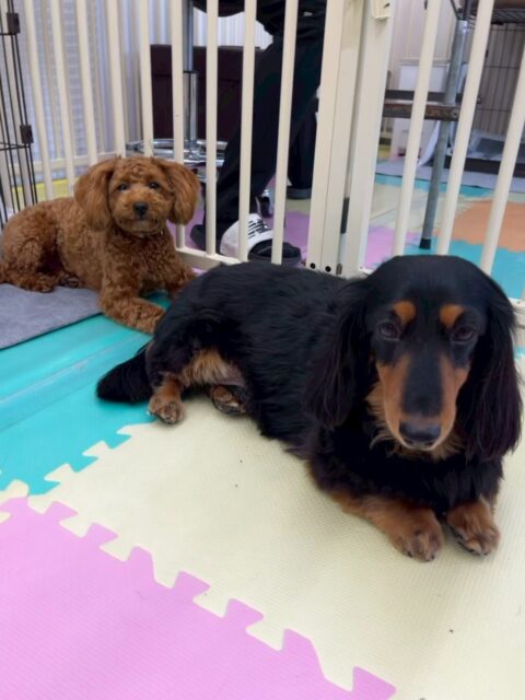 クッキーちゃん🐶
本日はいろんな子達に匂いを嗅がれたり、挨拶をされてしつこいよ‼️とブチギレていました🤣特にニコペットのちびっ子達からしつこくされていました🤭

🐾🐶愛犬のお悩みご相談ください🐶🐾
@kenkohmura_official
 ↑フォロー待ってます↑

〒955-0091 新潟県三条市上須頃大割４２８−１
☎︎ 0256-35-2571
✉️ info@kenkohmura.jp
HP: http://kenkohmura.jp
LINE: https://lin.ee/7LIz5sb

#犬幸村#犬の幼稚園 #吠える、噛む #犬のしつけ #トイレ
ダックスダックス可愛いダックス倶楽部ダックス可愛いすぎる