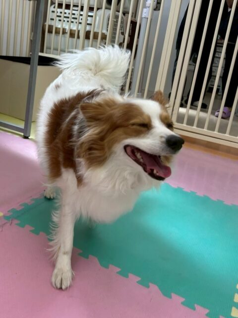 マロンちゃん🐶
本日も爽やかな笑顔のマロンちゃん‼️みんなからちょっかいを出されてもなんだよ〜と満更でもなさそうな感じで遊んでいました🤭
本日はカットも行い、上手にやらせてくれました👍さらに可愛くなってイメチェン成功でした😍

🐾🐶愛犬のお悩みご相談ください🐶🐾
@kenkohmura_official
 ↑フォロー待ってます↑

〒955-0091 新潟県三条市上須頃大割４２８−１
☎︎ 0256-35-2571
✉️ info@kenkohmura.jp
HP: http://kenkohmura.jp
LINE: https://lin.ee/7LIz5sb

#犬幸村#犬の幼稚園 #吠える、噛む #犬のしつけ #トイレ
パピヨンパピヨン可愛いパピヨン大好きパピヨン倶楽部