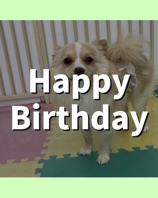 コロンちゃん🐶
お誕生日おめでとうございます🎂👏🏻
ププちゃんやポコちゃんが気に入ったみたいで1日くっついて過ごしていました😊
🐾🐶愛犬のお悩みご相談ください🐶🐾
@kenkohmura_official
 ↑フォロー待ってます↑

〒955-0091 新潟県三条市上須頃大割４２８−１
☎︎ 0256-35-2571
✉️ info@kenkohmura.jp
HP: http://kenkohmura.jp
LINE: https://lin.ee/7LIz5sb

#犬幸村#犬の幼稚園 #吠える噛む #犬のしつけ #トイレ
 ミックス犬 ミックス犬大好き ミックス犬可愛い
