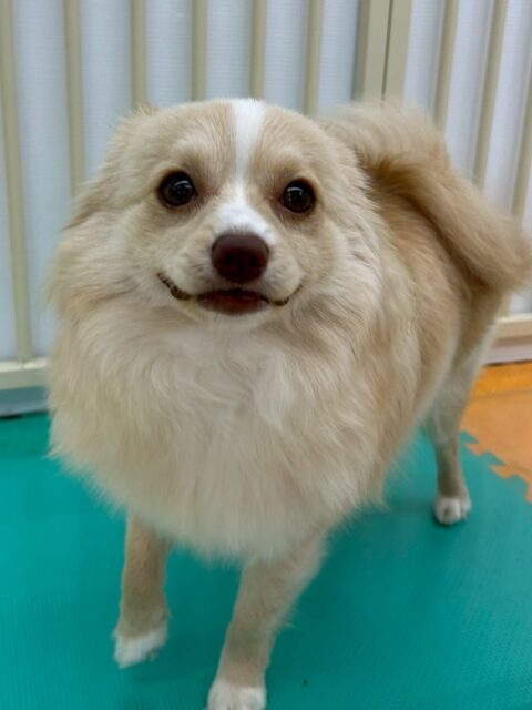 初来園のコロンちゃん🐶
午後からニコペットにいるポメラニアンちゃんが気になったみたいで自分から追いかけたりと進展がありました😆
🐾🐶愛犬のお悩みご相談ください🐶🐾
@kenkohmura_official
 ↑フォロー待ってます↑

〒955-0091 新潟県三条市上須頃大割４２８−１
☎︎ 0256-35-2571
✉️ info@kenkohmura.jp
HP: http://kenkohmura.jp
LINE: https://lin.ee/7LIz5sb

#犬幸村#犬の幼稚園 #吠える噛む #犬のしつけ #トイレ
 ミックス犬 ミックス犬可愛い ミックス犬だいすき