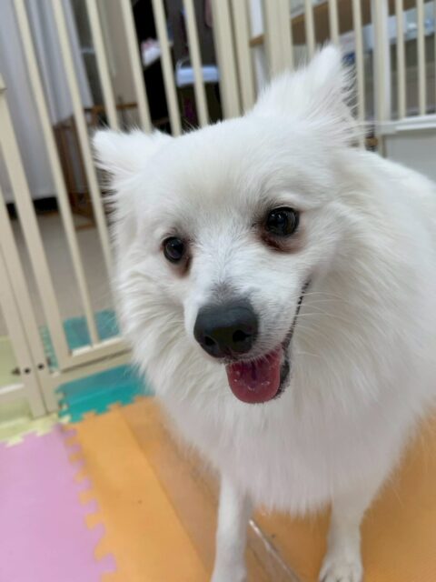 幸ちゃん🐶
本日はもねちゃんやニコペットの子達を遊びに誘ったり、みんなを率いて走り回ったりして楽しんでいました🤭

お散歩は急ぎたいところと、止まりたいところ、ちゃんと歩けるところが明確になって来ました‼️

🐾🐶愛犬のお悩みご相談ください🐶🐾
@kenkohmura_official
 ↑フォロー待ってます↑

〒955-0091 新潟県三条市上須頃大割４２８−１
☎︎ 0256-35-2571
✉️ info@kenkohmura.jp
HP: http://kenkohmura.jp
LINE: https://lin.ee/7LIz5sb

#犬幸村#犬の幼稚園 #吠える、噛む #犬のしつけ #トイレ
スピッツスピッツ大好きスピッツ倶楽部スピッツ可愛いすぎる