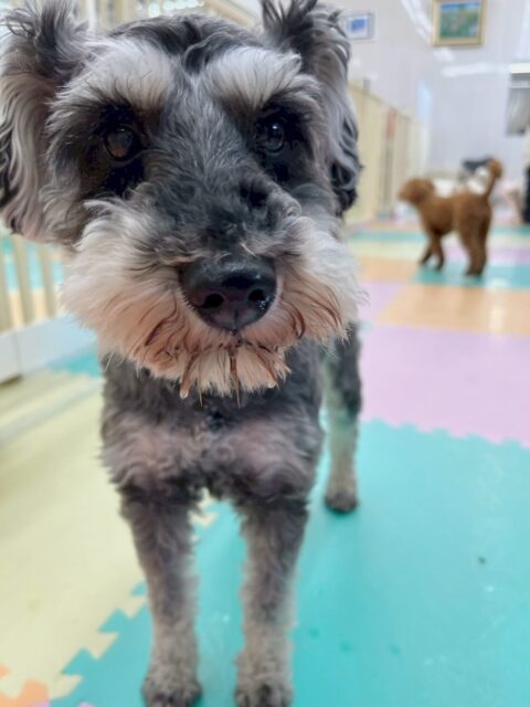 リュウちゃん🐶
本日はボランティアの方々に撫でてもらったり、自分から他の子の匂いを嗅ぎに行ったりもしていてすごく成長を感じました👍

お散歩ではスタッフの方に撫でてもらったりして人慣れトレーニング頑張っていました👏

🐾🐶愛犬のお悩みご相談ください🐶🐾
@kenkohmura_official
 ↑フォロー待ってます↑

〒955-0091 新潟県三条市上須頃大割４２８−１
☎︎ 0256-35-2571
✉️ info@kenkohmura.jp
HP: http://kenkohmura.jp
LINE: https://lin.ee/7LIz5sb

#犬幸村#犬の幼稚園 #吠える、噛む #犬のしつけ #トイレ
シュナウザーシュナウザー可愛いシュナウザー倶楽部シュナウザー可愛いすぎる