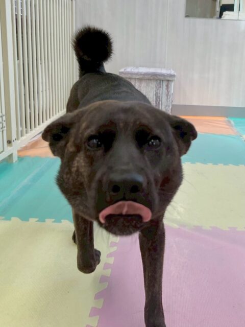 夏紬ちゃん＆本日初来園のらぶちゃん🐶

夏紬ちゃん本日歯磨きトレーニングを開始して7ヶ月が経ちました🪥歯の状態もキープできていて非常に綺麗な状態キープできているので頑張って継続していきましょう✊

夏紬ちゃん園内では寅丸ちゃんや北斗ちゃん達のチーム柴犬達と激しくワンプロをしたり、みんなで走り回ったりして楽しんでいました🤭

らぶちゃんもヤンチャ組の子達と走り回ったりワンプロをしたり、ププちゃんやニコペットのちびっ子達と走り回ったりして楽しそうにしていました👍

🐾🐶愛犬のお悩みご相談ください🐶🐾
@kenkohmura_official
 ↑フォロー待ってます↑

〒955-0091 新潟県三条市上須頃大割４２８−１
☎︎ 0256-35-2571
✉️ info@kenkohmura.jp
HP: http://kenkohmura.jp
LINE: https://lin.ee/7LIz5sb

#犬幸村#犬の幼稚園 #吠える、噛む #犬のしつけ #トイレ
甲斐犬甲斐犬可愛いミックスミックス犬大好き