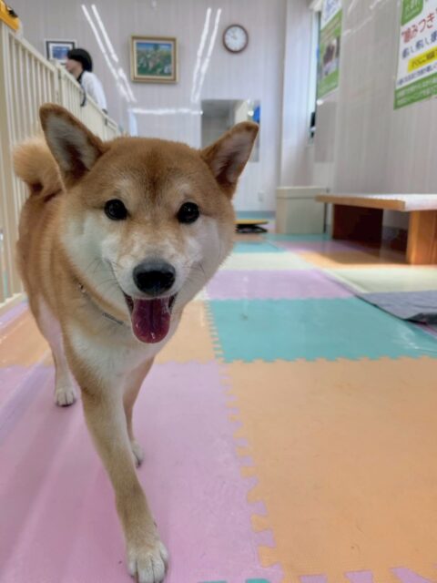 つくしちゃん🐶
本日歯磨きトレーニングを開始して1年7ヶ月が経ちました
歯磨き上手で、歯も綺麗なので継続して頑張りましょう✊

園内では、チャリーちゃんと激しく白熱したお話し合いをしたり、追いかけっこをしたりして楽しんでいました🤣ちゃリーちゃが帰ると少しさみそうな表情をしていました🤭

🐾🐶愛犬のお悩みご相談ください🐶🐾
@kenkohmura_official
 ↑フォロー待ってます↑

〒955-0091 新潟県三条市上須頃大割４２８−１
☎︎ 0256-35-2571
✉️ info@kenkohmura.jp
HP: http://kenkohmura.jp
LINE: https://lin.ee/7LIz5sb

#犬幸村#犬の幼稚園 #吠える、噛む #犬のしつけ #トイレ
柴犬柴犬可愛い柴犬大好き柴犬倶楽部柴犬可愛いすぎる