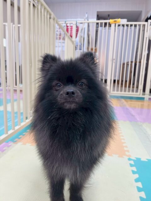うにちゃん🐶
本日はボランティアの方やスタッフの方にたくさん触ってもらったりしてすごく人慣れ順調にできました👏
初めて会った方にも上手に撫でてもらえていて成長を感じました😢

🐾🐶愛犬のお悩みご相談ください🐶🐾
@kenkohmura_official
 ↑フォロー待ってます↑

〒955-0091 新潟県三条市上須頃大割４２８−１
☎︎ 0256-35-2571
✉️ info@kenkohmura.jp
HP: http://kenkohmura.jp
LINE: https://lin.ee/7LIz5sb

#犬幸村#犬の幼稚園 #吠える、噛む #犬のしつけ #トイレ
ポメラニアンポメラニアン可愛いポメラニアン大好きポメラニアン倶楽部