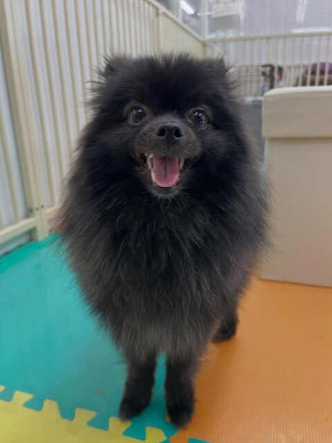 うにちゃん🐶
ニコニコ笑顔可愛い写真撮れました📷✨
椅子の上から遊んでる子達ながめてたりしていました😄
お散歩トレーニングではニコペットスタッフさんに撫でてもらっていました👏
🐾🐶愛犬のお悩みご相談ください🐶🐾
@kenkohmura_official
 ↑フォロー待ってます↑

〒955-0091 新潟県三条市上須頃大割４２８−１
☎︎ 0256-35-2571
✉️ info@kenkohmura.jp
HP: http://kenkohmura.jp
LINE: https://lin.ee/7LIz5sb

#犬幸村#犬の幼稚園 #吠える噛む #犬のしつけ #トイレ
 ポメラニアン ポメラニアンだいすき ポメラニアン可愛い