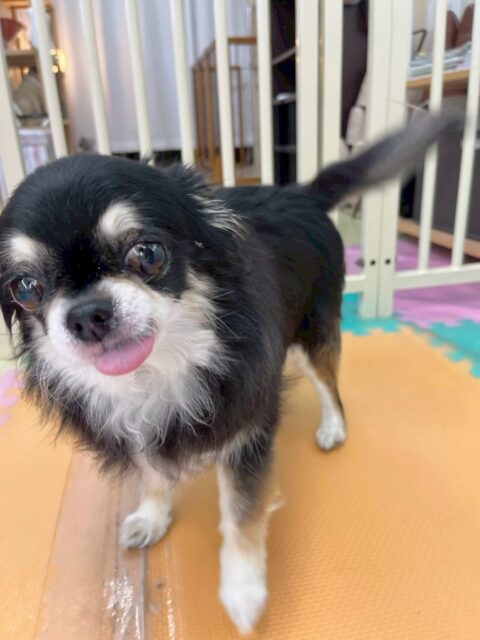 こまめちゃん🐶
本日は、かなり積極的にいろんな子達に挨拶をしたり、自分から匂いを嗅ぎに行ったりして園内を歩き回っていました👍

🐾🐶愛犬のお悩みご相談ください🐶🐾
@kenkohmura_official
 ↑フォロー待ってます↑

〒955-0091 新潟県三条市上須頃大割４２８−１
☎︎ 0256-35-2571
✉️ info@kenkohmura.jp
HP: http://kenkohmura.jp
LINE: https://lin.ee/7LIz5sb

#犬幸村#犬の幼稚園 #吠える、噛む #犬のしつけ #トイレ
チワワチワワ可愛いチワワ大好きチワワ倶楽部