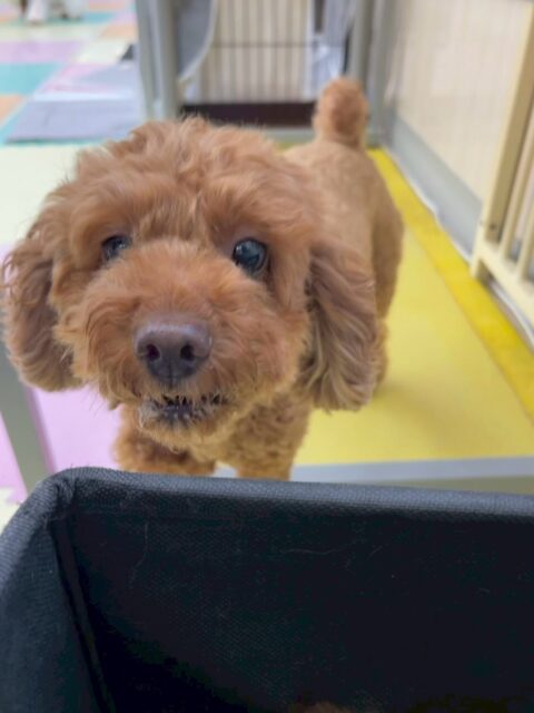 もこちゃん🐶
本日はモカちゃんやもねちゃん達が気になったのか後ろをおいかけたり、お話をしたりして過ごしていました🤭
他にもみんなから匂いを嗅がれたりしていましたがしつこいよ‼️とブチギレていました🤣

🐾🐶愛犬のお悩みご相談ください🐶🐾
@kenkohmura_official
 ↑フォロー待ってます↑

〒955-0091 新潟県三条市上須頃大割４２８−１
☎︎ 0256-35-2571
✉️ info@kenkohmura.jp
HP: http://kenkohmura.jp
LINE: https://lin.ee/7LIz5sb

#犬幸村#犬の幼稚園 #吠える、噛む #犬のしつけ #トイレ
トイプートイプー可愛いトイプー大好きトイプー倶楽部
