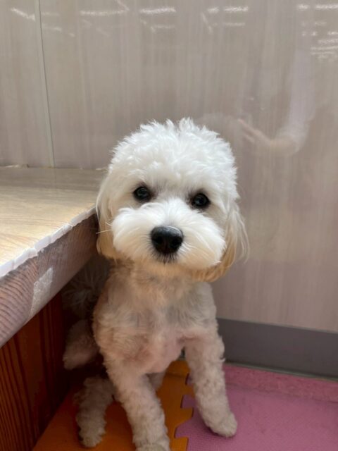 ふうちゃん🐶
本日は朝からちょこたんちゃんやププちゃん、ぽん太達と走り回ったり、ワンプロをしあったりして非常に楽しそうに過ごしていました🤭

みんなが疲れた夕方でもかなり元気な様子でみんなを遊びに誘ったりしていました🤣

🐾🐶愛犬のお悩みご相談ください🐶🐾
@kenkohmura_official
 ↑フォロー待ってます↑

〒955-0091 新潟県三条市上須頃大割４２８−１
☎︎ 0256-35-2571
✉️ info@kenkohmura.jp
HP: http://kenkohmura.jp
LINE: https://lin.ee/7LIz5sb

#犬幸村#犬の幼稚園 #吠える、噛む #犬のしつけ #トイレ
ミックスミックス犬ミックス犬可愛いミックス犬大好きミックス犬倶楽部