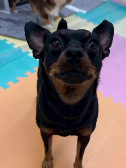 クールちゃん＆カノアちゃん🐶
本日歯磨きトレーニングを開始して1年7ヶ月が経ちました
歯の状態も変わらずキープできているのでこのまま継続を意識していきましょう✊

園内ではニコペットのちびっ子達やクールちゃん＆カノアちゃん達で遊んだり、匂いを嗅ぎ合ったりして過ごしていました🤭

🐾🐶愛犬のお悩みご相談ください🐶🐾
@kenkohmura_official
 ↑フォロー待ってます↑

〒955-0091 新潟県三条市上須頃大割４２８−１
☎︎ 0256-35-2571
✉️ info@kenkohmura.jp
HP: http://kenkohmura.jp
LINE: https://lin.ee/7LIz5sb

#犬幸村#犬の幼稚園 #吠える、噛む #犬のしつけ #トイレ、
ミニピンミニピン可愛いミックスミックス犬可愛い