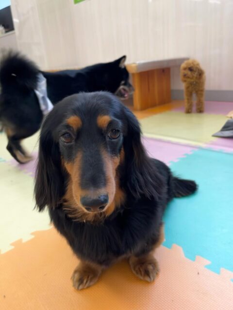 クッキーちゃん🐶
久しぶりに神楽に会えて嬉しそうでした😁
お散歩トレーニングでは止まるところしっかり止まれたり上手に歩いていました👏
🐾🐶愛犬のお悩みご相談ください🐶🐾
@kenkohmura_official
 ↑フォロー待ってます↑

〒955-0091 新潟県三条市上須頃大割４２８−１
☎︎ 0256-35-2571
✉️ info@kenkohmura.jp
HP: http://kenkohmura.jp
LINE: https://lin.ee/7LIz5sb

#犬幸村#犬の幼稚園 #吠える噛む #犬のしつけ #トイレ
 ミニチュアダックスフンド ミニチュアダックスフンド可愛い ミニチュアダックスフンドだいすき