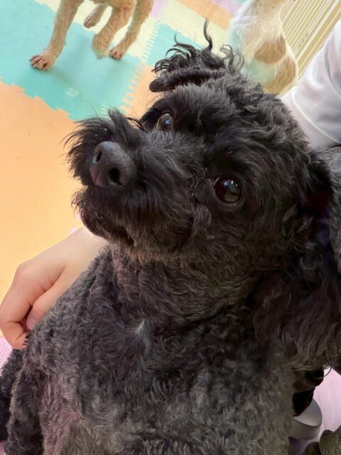 イブちゃん&ルイちゃん🐶
本日歯磨きトレーニングを開始して1年7ヶ月が経ちました
少し歯の汚れが目立ってきたように感じるのでより一層歯磨きに力を入れて頑張っていきましょう✊
イブちゃんは園内ではスタッフにかなり甘えていてかまってアピールや上目遣いを上手にしてくれて可愛いすぎました😍
ルイちゃんはヤンチャ組の子達と激しくワンプロをしたり、かまってかまって〜と前足をパタパタしていました🤣
🐾🐶愛犬のお悩みご相談ください🐶🐾
@kenkohmura_official
↑フォロー待ってます↑
〒955-0091 新潟県三条市上須頃大割428−1
☎︎ 0256-35-2571
✉️ info@kenkohmura.jp
HP: http://kenkohmura.jp
LINE: https://lin.ee/7LIz5sb
#犬幸村#犬の幼稚園 #吠える、噛む #犬のしつけ #トイレ
トイプートイプー可愛いトイプー大好きトイプー倶楽部