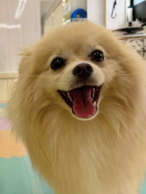 ベルちゃん🐶
今日はお店の小さい子達やポン太ちゃんとプロレスごっこをして楽しそうでした😊
お散歩ではお尻をふりふりしながら歩く姿が可愛かったです🥰

🐾🐶愛犬のお悩みご相談ください🐶🐾
@kenkohmura_official
 ↑フォロー待ってます↑

〒955-0091 新潟県三条市上須頃大割４２８−１
☎︎ 0256-35-2571
✉️ info@kenkohmura.jp
HP: http://kenkohmura.jp
LINE: https://lin.ee/7LIz5sb

#犬幸村#犬の幼稚園 #吠える、噛む #犬のしつけ #トイレ
ポメラニアン　ポメ　ぽめ