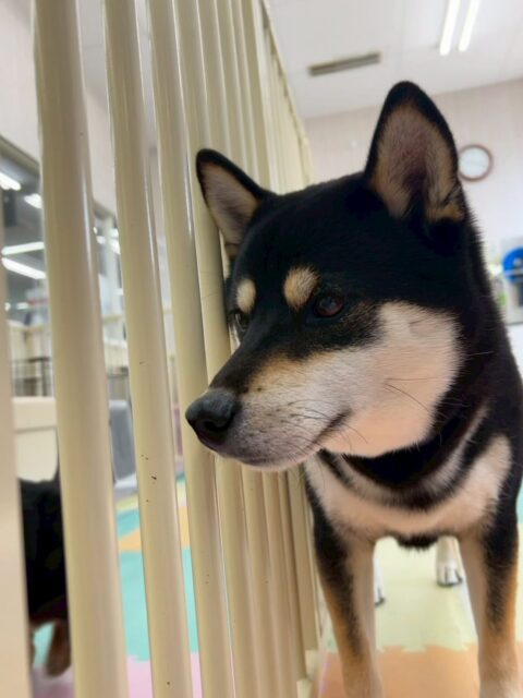 北斗ちゃん🐶
本日はBOSSちゃんと一緒にスタッフに甘えたり、かまってアピールのヒップアタックをして来たりして可愛いすぎました😍

レーキングも上手にさせてくれて小さい北斗ちゃんができる分くらい抜けました🤣

🐾🐶愛犬のお悩みご相談ください🐶🐾
@kenkohmura_official
 ↑フォロー待ってます↑

〒955-0091 新潟県三条市上須頃大割４２８−１
☎︎ 0256-35-2571
✉️ info@kenkohmura.jp
HP: http://kenkohmura.jp
LINE: https://lin.ee/7LIz5sb

#犬幸村#犬の幼稚園 #吠える、噛む #犬のしつけ #トイレ
柴犬柴犬可愛い柴犬大好き柴犬倶楽部柴犬可愛いすぎる