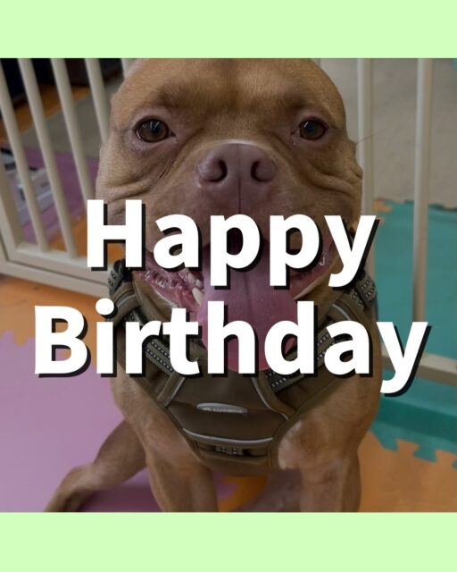 BOSSちゃん🐶
お誕生日おめでとうございます🎂⭐️
くうちゃんや北斗ちゃんとワンプロして楽しそうでした🎶
🐾🐶愛犬のお悩みご相談ください🐶🐾
@kenkohmura_official
 ↑フォロー待ってます↑

〒955-0091 新潟県三条市上須頃大割４２８−１
☎︎ 0256-35-2571
✉️ info@kenkohmura.jp
HP: http://kenkohmura.jp
LINE: https://lin.ee/7LIz5sb

#犬幸村#犬の幼稚園 #吠える噛む #犬のしつけ #トイレ
 ミックス犬 ミックス犬可愛い ミックス犬大好き