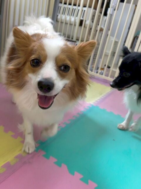 マロンちゃん🐶
本日はリラちゃんやぽん太達にちょっかいをたくさん出されていましたが楽しそうにみんなと遊べていてよかったです🤭

あまりにしつこいとしつこいよ‼️と注意をしてくれていてカッコ良いお姉さんでした👏

🐾🐶愛犬のお悩みご相談ください🐶🐾
@kenkohmura_official
 ↑フォロー待ってます↑

〒955-0091 新潟県三条市上須頃大割４２８−１
☎︎ 0256-35-2571
✉️ info@kenkohmura.jp
HP: http://kenkohmura.jp
LINE: https://lin.ee/7LIz5sb

#犬幸村#犬の幼稚園 #吠える、噛む #犬のしつけ #トイレ
パピヨンパピヨン可愛いパピヨン大好きパピヨン倶楽部