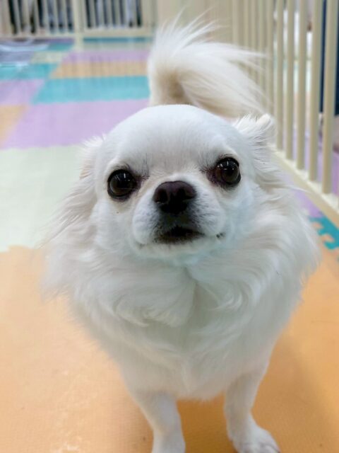 ビビちゃん🐶
歯磨きトレーニング開始から1年8ヶ月が経過しました🦷✨健康な歯を保つためにこの調子で続けていきましょう🪥
園内では色んな子の匂いを嗅いだり、遊びに誘われたりしていました😊

🐾🐶愛犬のお悩みご相談ください🐶🐾
@kenkohmura_official
 ↑フォロー待ってます↑

〒955-0091 新潟県三条市上須頃大割４２８−１
☎︎ 0256-35-2571
✉️ info@kenkohmura.jp
HP: http://kenkohmura.jp
LINE: https://lin.ee/7LIz5sb

#犬幸村#犬の幼稚園 #吠える、噛む #犬のしつけ #トイレ
チワワ　ちわわ　チワワだいすき
