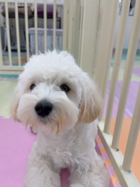 ふうちゃん🐶
本日は朝から幸ちゃんや、ププちゃん、ぽん太達と激しく遊び回ったり、みんなに遊びを誘ったりして少し切れられたりもしましたが上手にコミュニケーションをとって過ごしていました👏

🐾🐶愛犬のお悩みご相談ください🐶🐾
@kenkohmura_official
 ↑フォロー待ってます↑

〒955-0091 新潟県三条市上須頃大割４２８−１
☎︎ 0256-35-2571
✉️ info@kenkohmura.jp
HP: http://kenkohmura.jp
LINE: https://lin.ee/7LIz5sb

#犬幸村#犬の幼稚園 #吠える、噛む #犬のしつけ #トイレ
ミックスミックス犬ミックス犬倶楽部ミックス犬大好きミックス犬可愛いすぎる