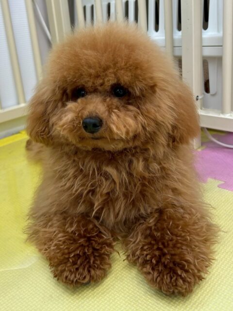 ププちゃん🐶
本日歯磨きトレーニングを開始して5ヶ月が経ちました🪥
歯の状態も良く、綺麗に磨けているのでこのまま継続を意識して続けていきましょう✊

園内では大好きなモカちゃんやニコペットのちびっ子達と楽しそうに走り回ったり、ワンプロをしたりしていました🤭

🐾🐶愛犬のお悩みご相談ください🐶🐾
@kenkohmura_official
 ↑フォロー待ってます↑

〒955-0091 新潟県三条市上須頃大割４２８−１
☎︎ 0256-35-2571
✉️ info@kenkohmura.jp
HP: http://kenkohmura.jp
LINE: https://lin.ee/7LIz5sb

#犬幸村#犬の幼稚園 #吠える、噛む #犬のしつけ #トイレ
トイプートイプー可愛いトイプー倶楽部トイプー可愛いすぎる