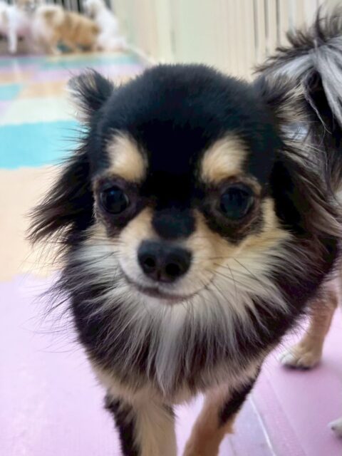 きりまるちゃん&まろちゃん🐶
今日はきりまるちゃんはベルちゃんとプロレスごっこをして楽しそうでした😊
他のわんちゃん達がプロレスごっこでヒートアップしてくるときりちゃんが止めに入ってくれて、かっこよかったです🥰
まろちゃんは柵越しにマルちゃんと遊んだり、きりちゃんとベルちゃんの３人で遊んだりしていました😆

🐾🐶愛犬のお悩みご相談ください🐶🐾
@kenkohmura_official
 ↑フォロー待ってます↑

〒955-0091 新潟県三条市上須頃大割４２８−１
☎︎ 0256-35-2571
✉️ info@kenkohmura.jp
HP: http://kenkohmura.jp
LINE: https://lin.ee/7LIz5sb

#犬幸村#犬の幼稚園 #吠える、噛む #犬のしつけ #トイレ
チワワ　ちわわ　チワワだいすき