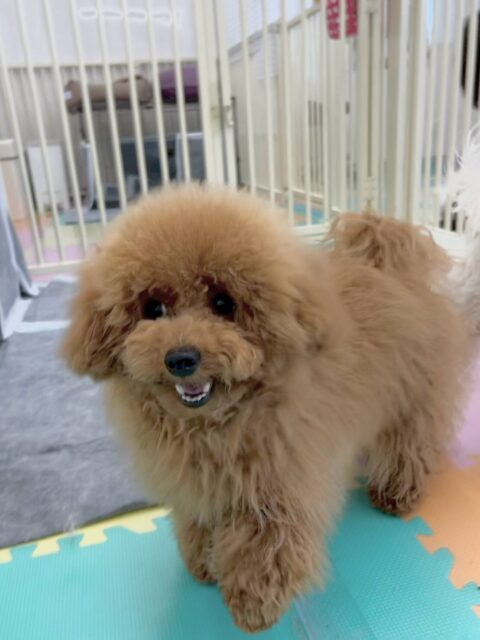 ププちゃん🐶
本日は幸ちゃんや、ふうちゃん、ぽん太達と激しく遊び回ったり、膝の上でワンプロをしたり、ふうちゃんと追いかけっこをしたりしていましたして非常に楽しそうに過ごしていました🤭

🐾🐶愛犬のお悩みご相談ください🐶🐾
@kenkohmura_official
 ↑フォロー待ってます↑

〒955-0091 新潟県三条市上須頃大割４２８−１
☎︎ 0256-35-2571
✉️ info@kenkohmura.jp
HP: http://kenkohmura.jp
LINE: https://lin.ee/7LIz5sb

#犬幸村#犬の幼稚園 #吠える、噛む #犬のしつけ #トイレ
トイプートイプー可愛いトイプー倶楽部トイプー大好き