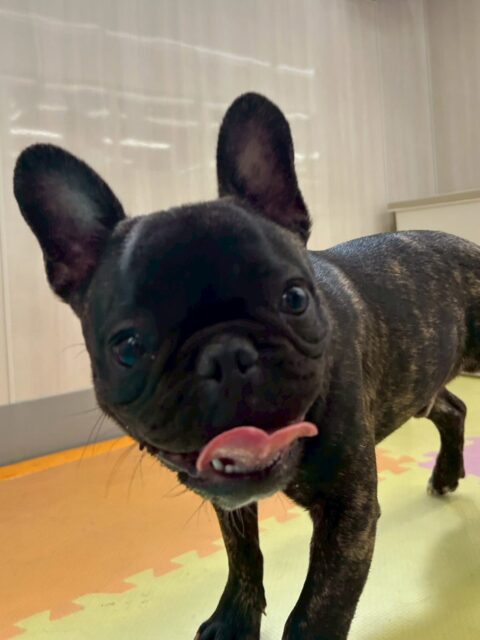 くうちゃん🐶
本日はニコペットのちびっ子達やBOSSちゃん、ププちゃん達と激しく走り回ったり、ワンプロをしたりして非常に楽しそうに遊んでいました🤭かなり激しく遊んでいましたが疲れ知らずなようで1日中楽しく遊んでいました🤣

🐾🐶愛犬のお悩みご相談ください🐶🐾
@kenkohmura_official
 ↑フォロー待ってます↑

〒955-0091 新潟県三条市上須頃大割４２８−１
☎︎ 0256-35-2571
✉️ info@kenkohmura.jp
HP: http://kenkohmura.jp
LINE: https://lin.ee/7LIz5sb

#犬幸村#犬の幼稚園 #吠える、噛む #犬のしつけ #トイレ
フレブルフレブル可愛いフレブル大好きフレブル倶楽部