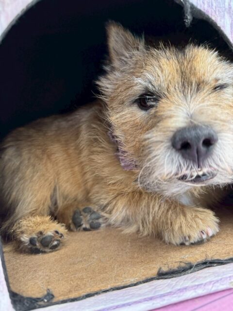 明日は木曜日、休園日です🐶
🐾🐶愛犬のお悩みご相談ください🐶🐾
@kenkohmura_official
↑フォロー待ってます↑
〒955-0091 新潟県三条市上須頃大割428−1
☎︎ 0256-35-2571
✉️ info@kenkohmura.jp
HP: http://kenkohmura.jp
LINE: https://lin.ee/7LIz5sb
#犬幸村#犬の幼稚園 #吠える、噛む #犬のしつけ #トイレ