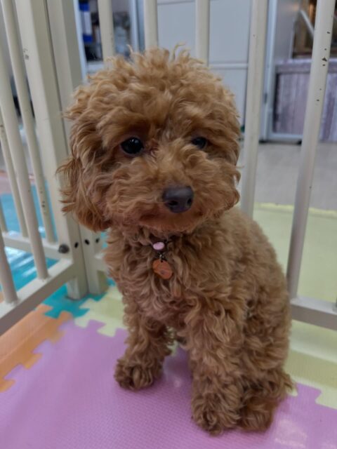 ルナちゃん🐶
モコちゃんと挨拶したりしていました😆
園内の中も歩き回ったりして少しつづなれてきてくれています🙌
🐾🐶愛犬のお悩みご相談ください🐶🐾
@kenkohmura_official
 ↑フォロー待ってます↑

〒955-0091 新潟県三条市上須頃大割４２８−１
☎︎ 0256-35-2571
✉️ info@kenkohmura.jp
HP: http://kenkohmura.jp
LINE: https://lin.ee/7LIz5sb

#犬幸村#犬の幼稚園 #吠える噛む #犬のしつけ #トイレ
 トイプードル トイプードルだいすき トイプードル可愛い