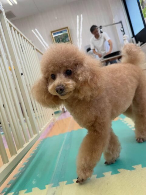 ポコちゃん🐶
本日はニッカちゃんやモカちゃん達とみんなで走り回ったり、ワンプロをしあったりして戯れあっていました👍

お散歩トレーニングではいつも歩かない道を本日はすんなり歩いてくれて良かったです👏

🐾🐶愛犬のお悩みご相談ください🐶🐾
@kenkohmura_official
 ↑フォロー待ってます↑

〒955-0091 新潟県三条市上須頃大割４２８−１
☎︎ 0256-35-2571
✉️ info@kenkohmura.jp
HP: http://kenkohmura.jp
LINE: https://lin.ee/7LIz5sb

#犬幸村#犬の幼稚園 #吠える、噛む #犬のしつけ #トイレ
トイプートイプー可愛いトイプー大好きトイプー倶楽部